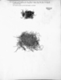 Pilularia globulifera image